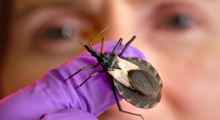 Dia Mundial de Combate à Doença de Chagas foca em estigmas sobre mulheres